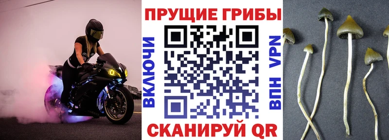 blacksprut ONION  Борисоглебск  Галлюциногенные грибы Psilocybe  наркотики 